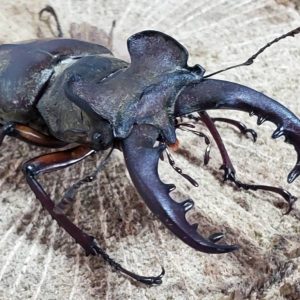 天然エゾミヤマクワガタ(北海道産)オスメスセット（♂3匹♀3匹） WD （♂①63.5mm、②57.4mm、③66.6mm）♀フリーサイズ