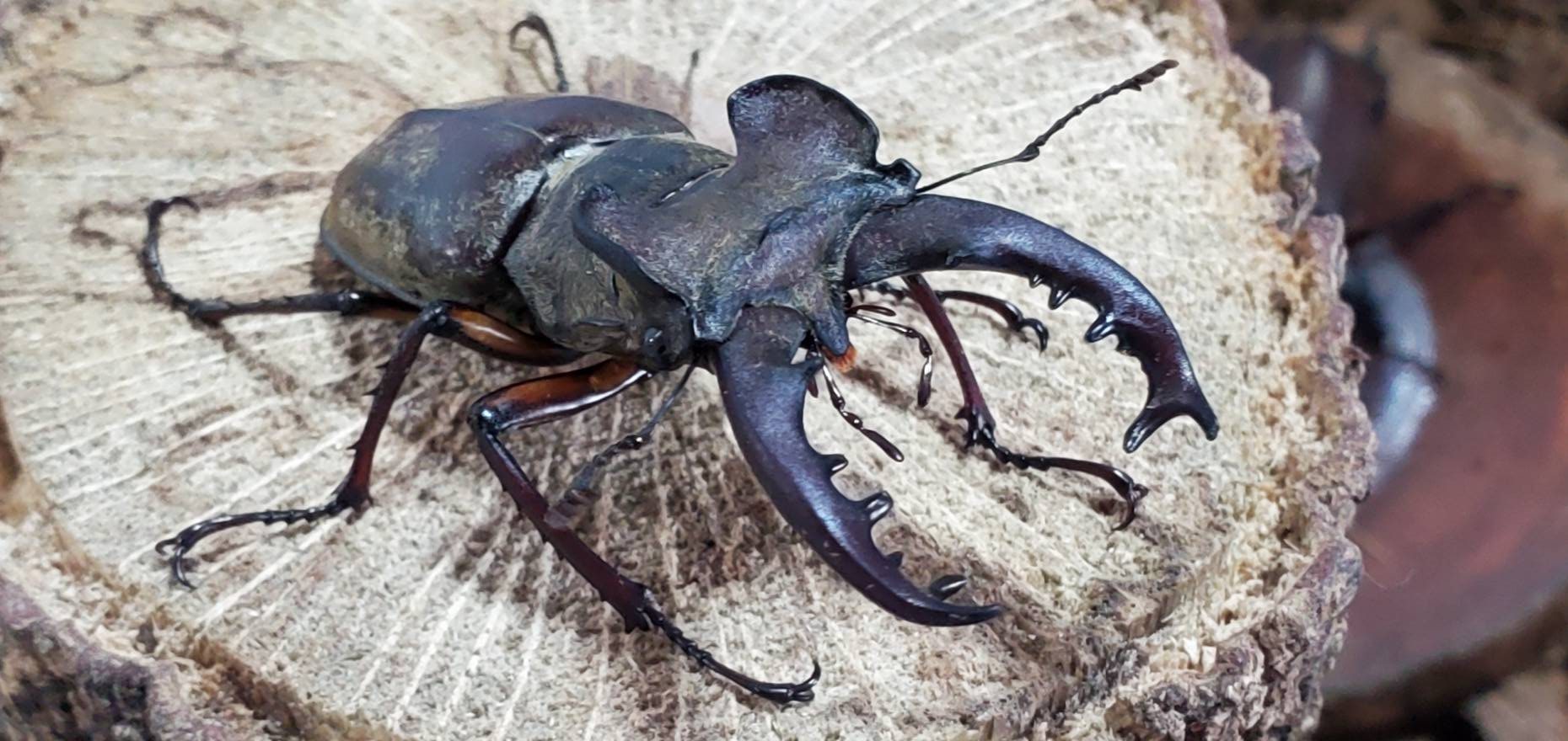 天然エゾミヤマクワガタ(北海道産)オスメスセット(♂3匹♀3匹) WD (♂①63.5mm、②57.4mm、③66.6mm)♀フリーサイズ