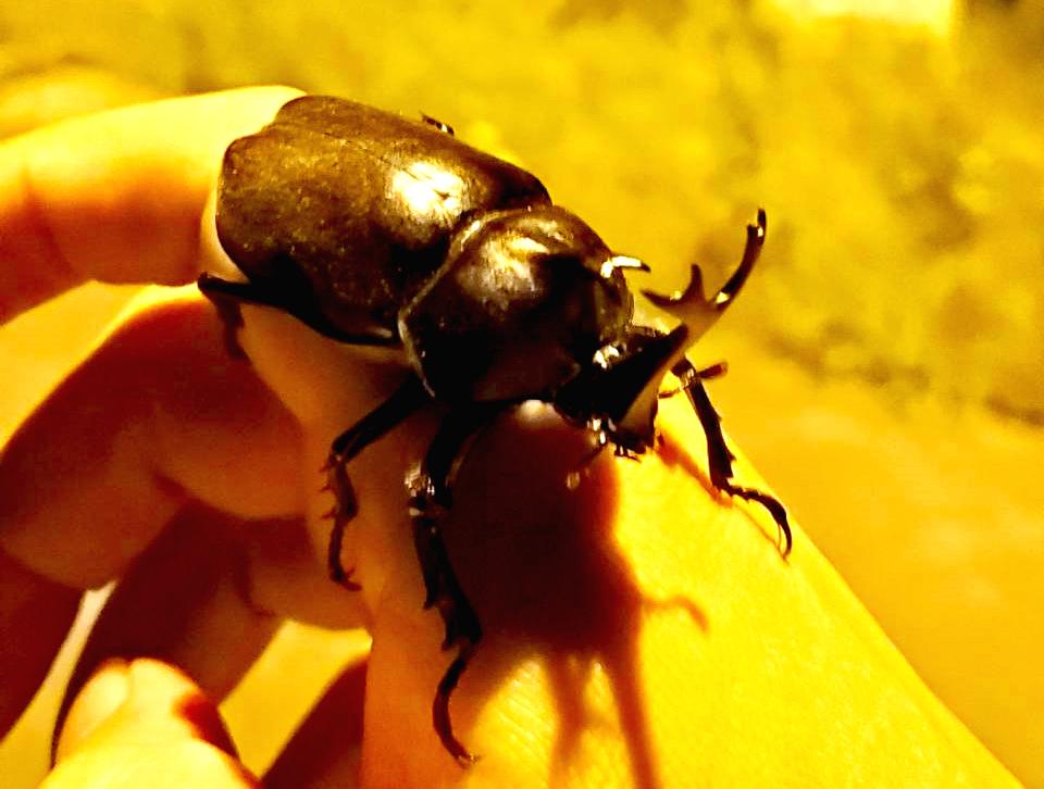 国産カブトムシRB(北海道産)2令幼虫10頭+1頭死着補償 F1 種親75.2mmX46.5mm