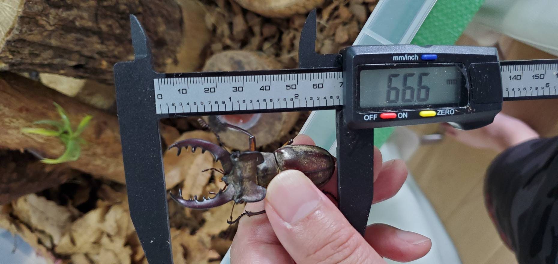 天然エゾミヤマクワガタ(北海道産)オスメスセット(♂3匹♀3匹) WD (♂①63.5mm、②57.4mm、③66.6mm)♀フリーサイズ