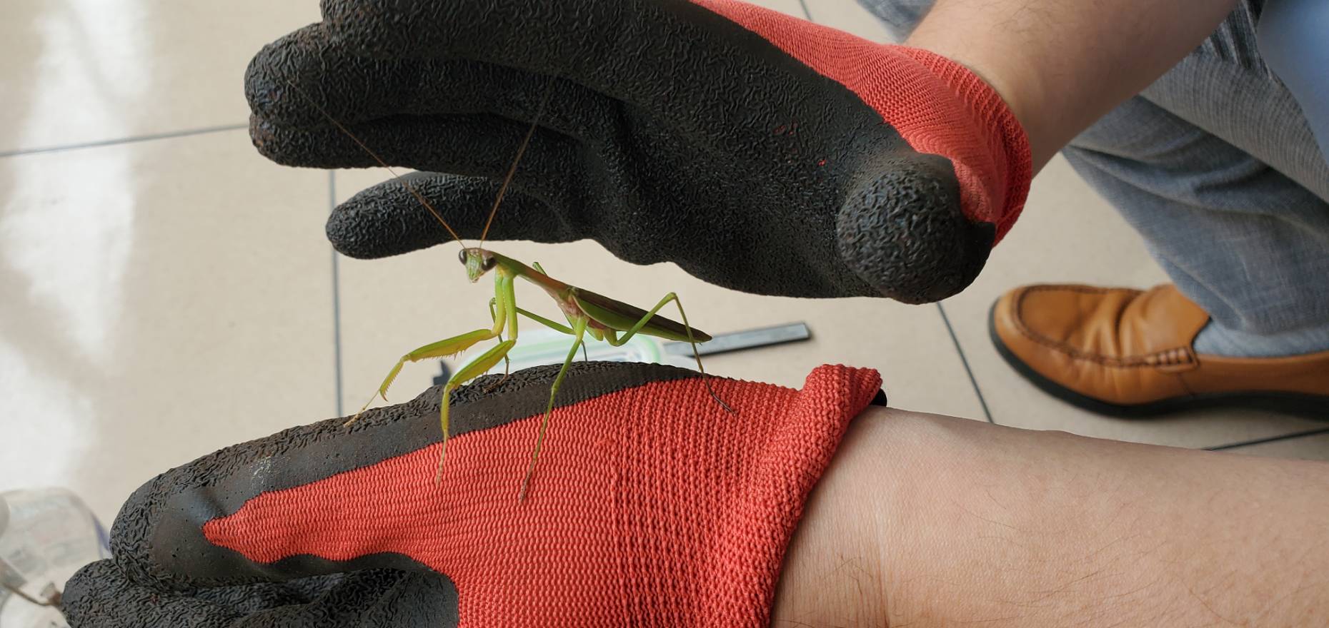 オオカマキリペアWD(♂×♀)|08/22 天然採集個体(フリーサイズ 約70mm~90mm)