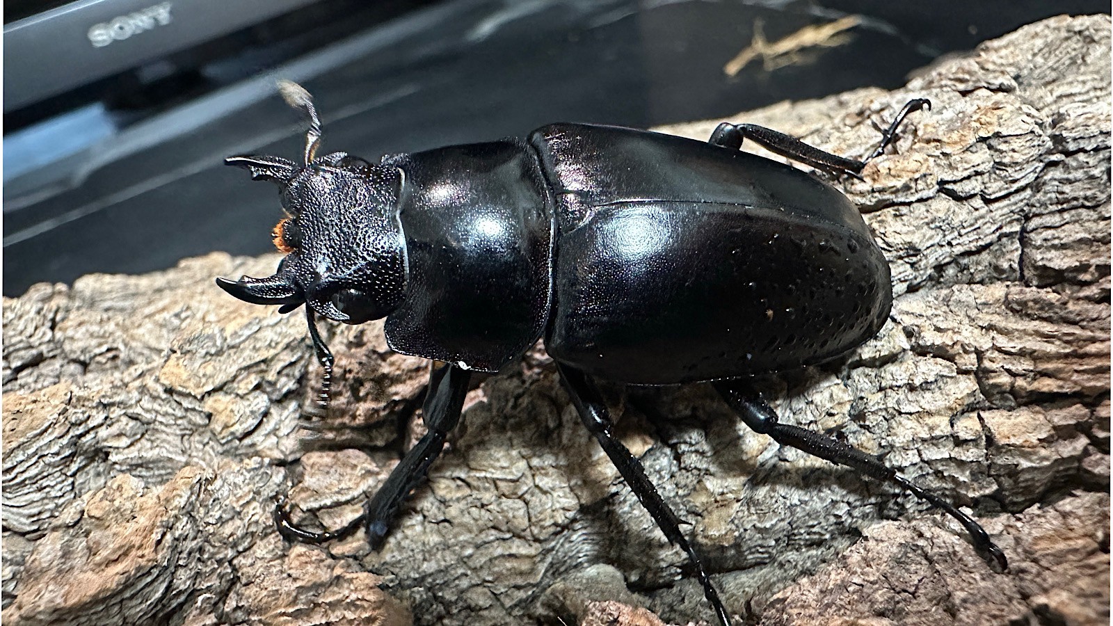 ギラファノコギリクワガタ成虫ペア(インドネシア産) ♂92mm♀47mm CBF1 種親♂104mm×♀46mm