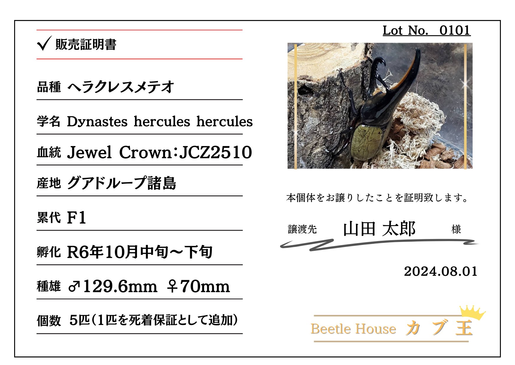 【新血統:JCB2502】ヘラクレス・メテオ(Jewel Crown血統) 2令幼虫4頭+1頭死着補償 F1 種親♂129.6mm×♀71.2mm