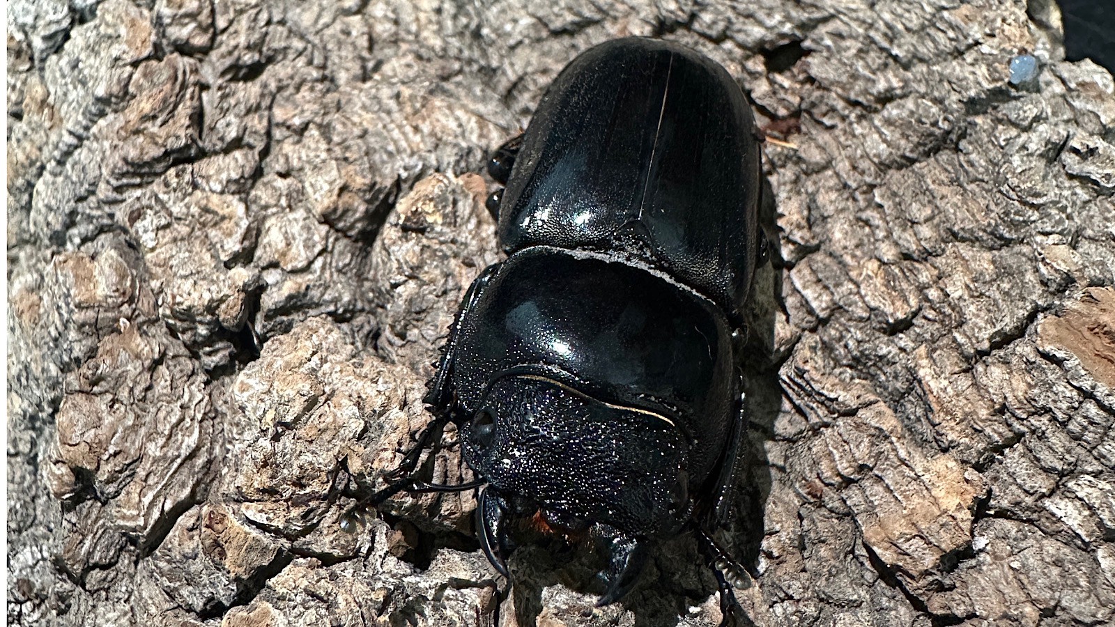 パラワンオオヒラタクワガタ成虫ペア(フィリピン産) ♂92mm♀44mm CBF1 種親♂94mm×♀45mm