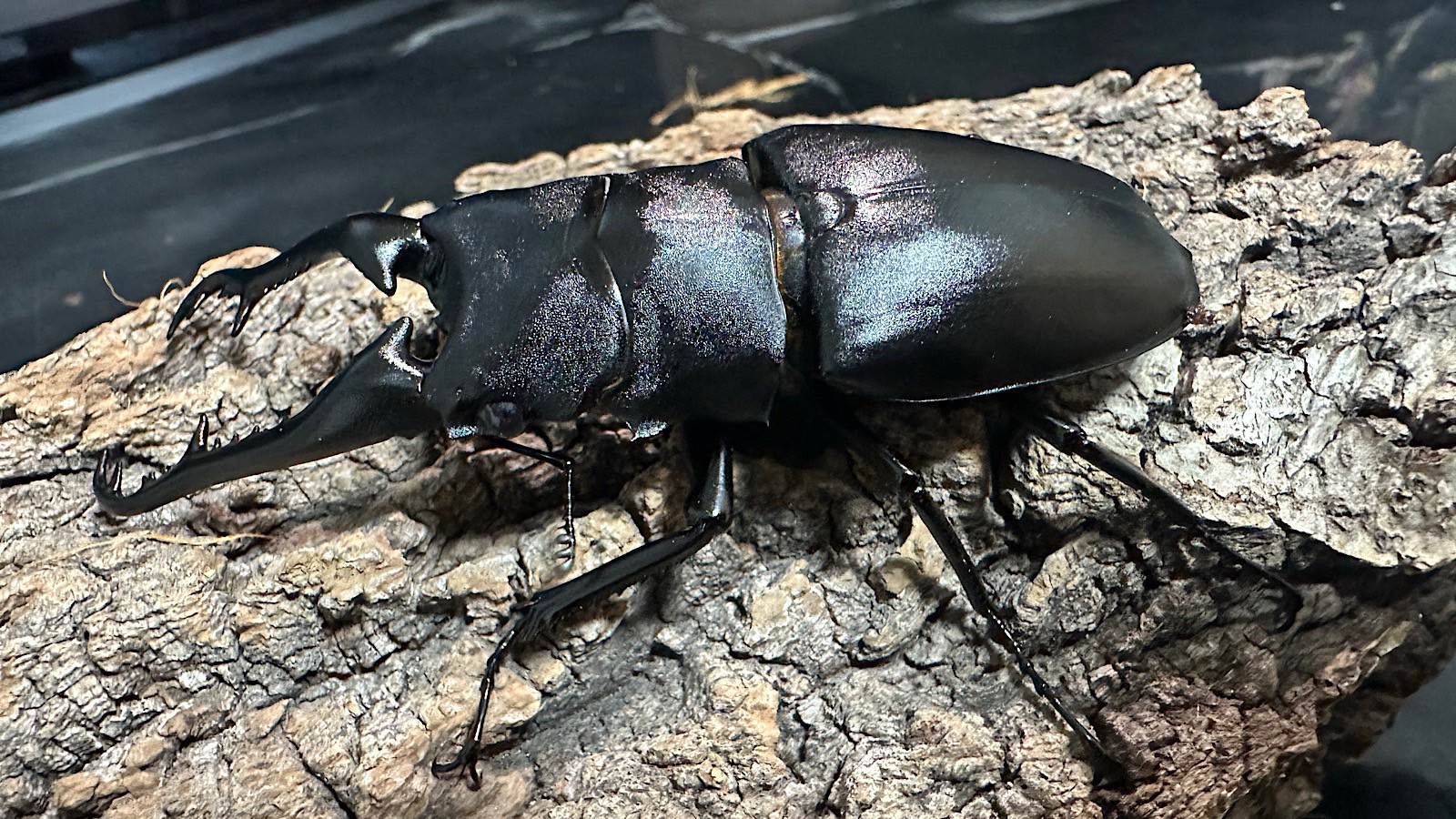 ギラファノコギリクワガタ成虫ペア(インドネシア産) ♂92mm♀47mm CBF1 種親♂104mm×♀46mm