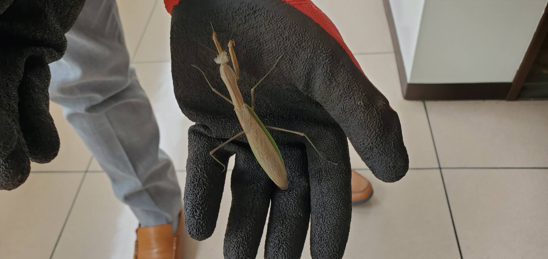 オオカマキリペアWD(♂×♀)|08/22 天然採集個体(フリーサイズ 約70mm~90mm)