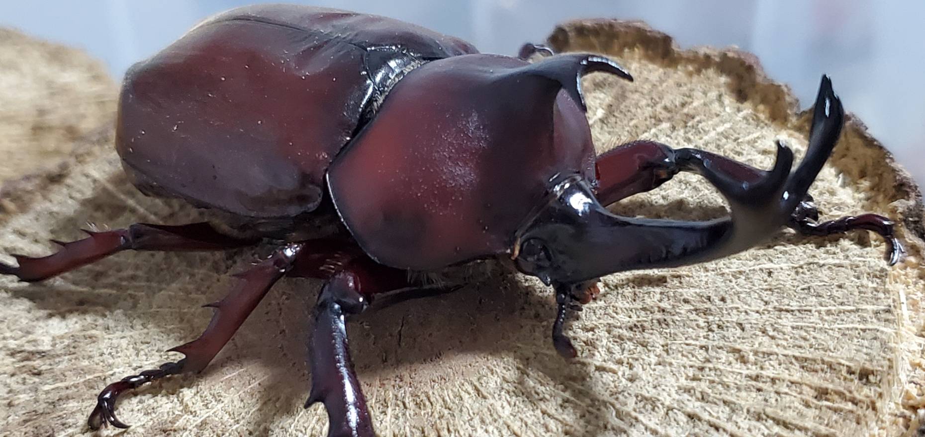 レッドアイレッドボディ(江田島)カブトムシオスだけセット(♂2匹) CBF4 ♂①70mm&♂②76mm