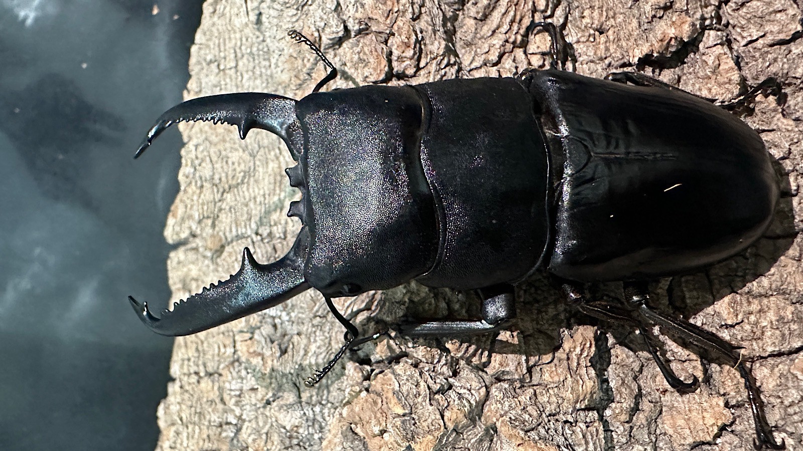 パラワンオオヒラタクワガタ成虫ペア(フィリピン産) ♂92mm♀44mm CBF1 種親♂94mm×♀45mm