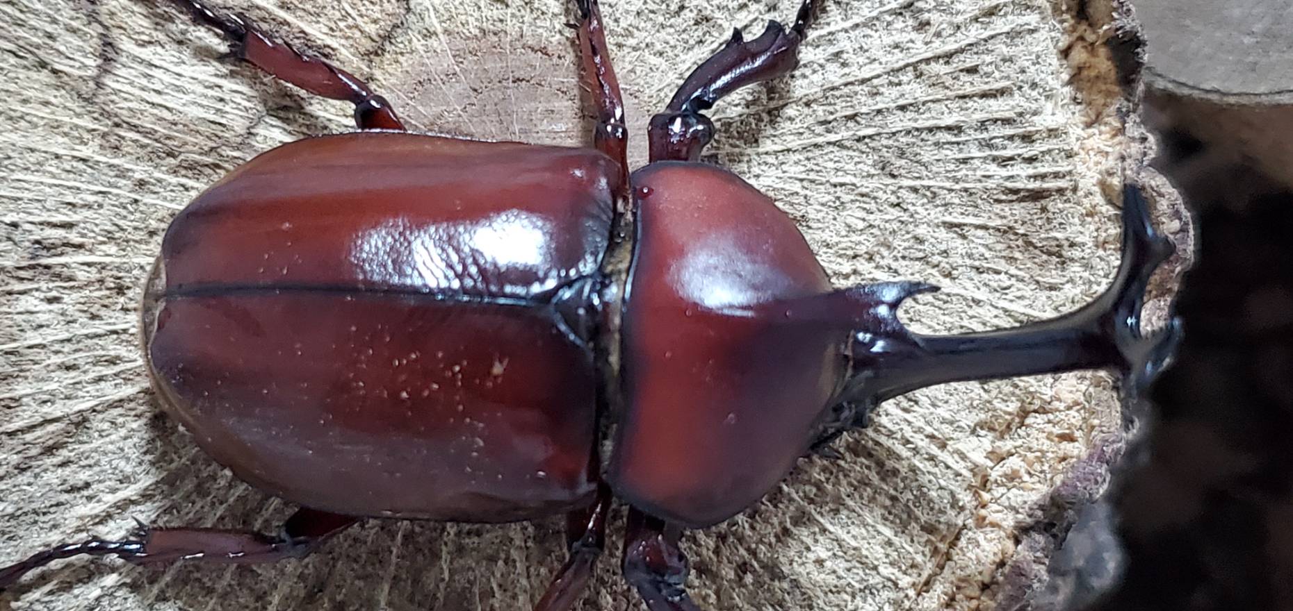 レッドアイレッドボディ(江田島)カブトムシオスだけセット(♂2匹) CBF4 ♂①70mm&♂②76mm