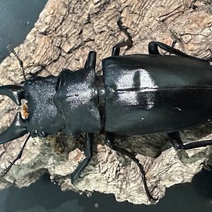 ギラファノコギリクワガタ成虫ペア(インドネシア産) ♂80mm♀48mm CBF1 種親♂104mm×♀46mm