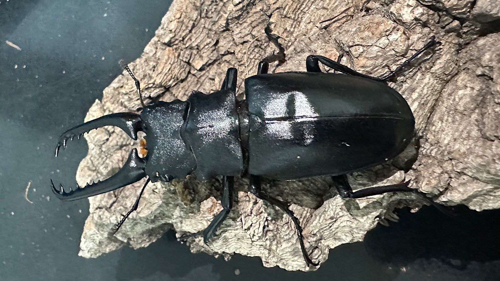 ギラファノコギリクワガタ成虫ペア(インドネシア産) ♂80mm♀48mm CBF1 種親♂104mm×♀46mm