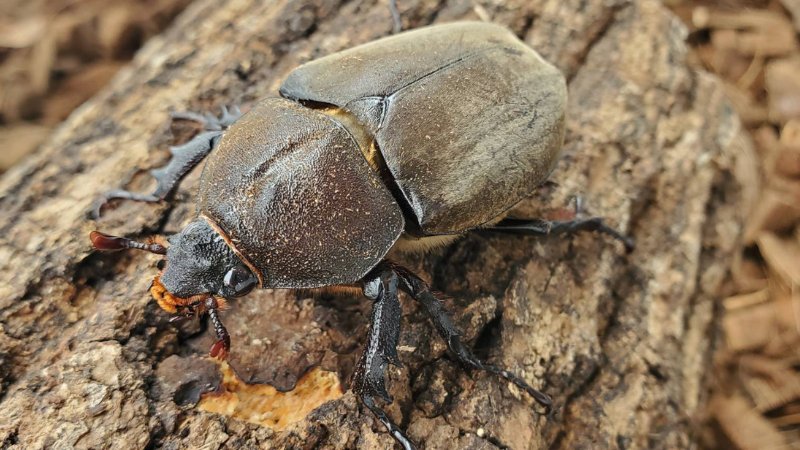 2025年5月羽化!国産カブトムシ成虫のオスメスペア(北海道産)種親フリーサイズ