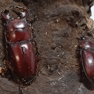 希少種！グラウトコクワガタ成虫ペアWF1 （タイ ナーン県産）♂フリー×♀フリー