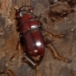希少種！グラウトコクワガタオス2頭セットWF1 （タイ ナーン県産）♂フリー×♂フリー
