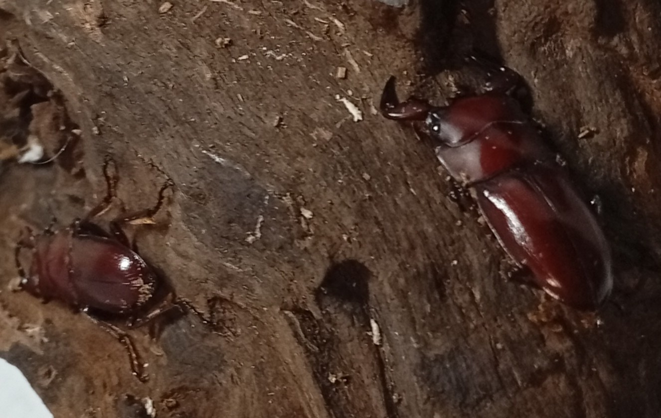 希少種!グラウトコクワガタオス2頭セットWF1 (タイ ナーン県産)♂フリー×♂フリー