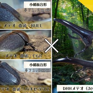 ヘラクレス・メテオ ♂Jewel Crown血統×♀3大血統（♀BULL,♀C68,♀パチセラスZ）2令幼虫15頭（各5頭）SET
