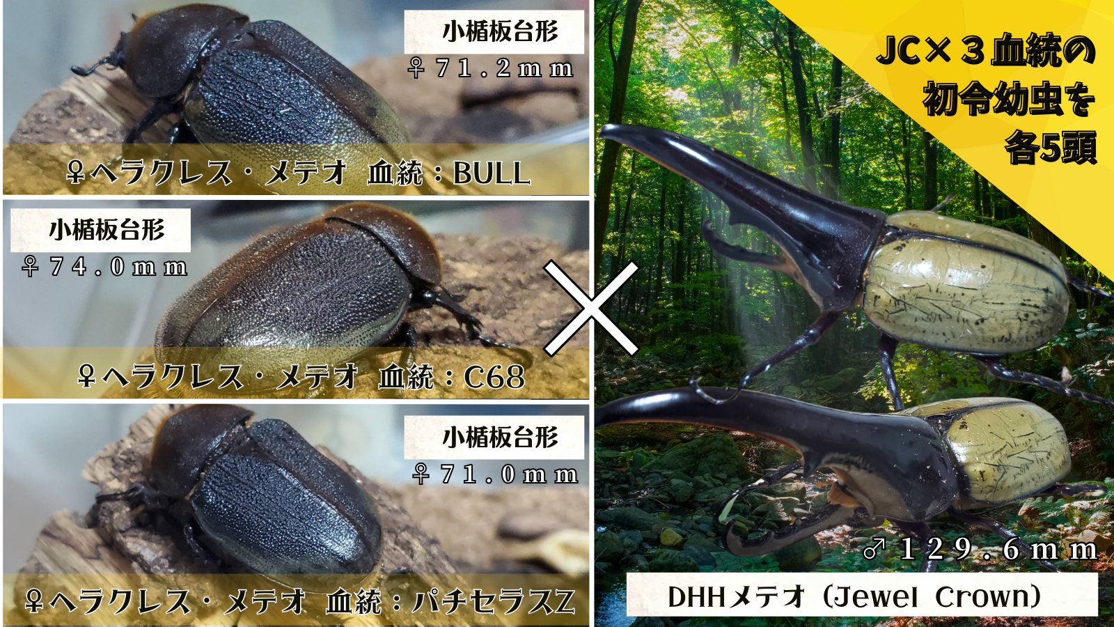 ヘラクレス・メテオ ♂Jewel Crown血統×♀3大血統(♀BULL,♀C68,♀パチセラスZ)2令幼虫15頭(各5頭)SET