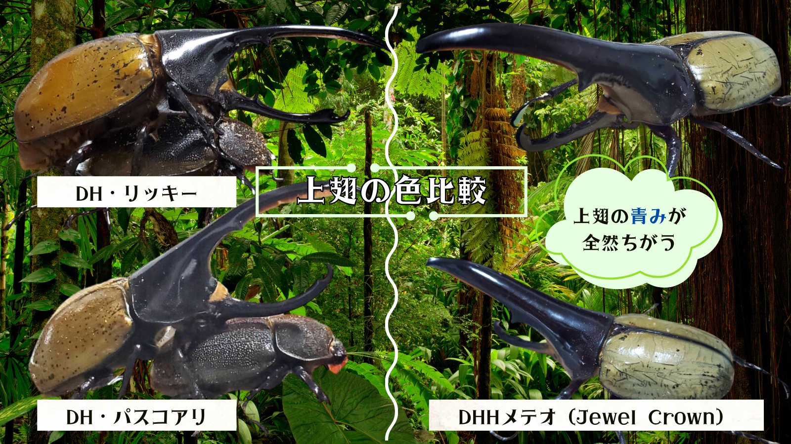 ヘラクレス・メテオ ♂Jewel Crown血統×♀3大血統(♀BULL,♀C68,♀パチセラスZ)2令幼虫15頭(各5頭)SET