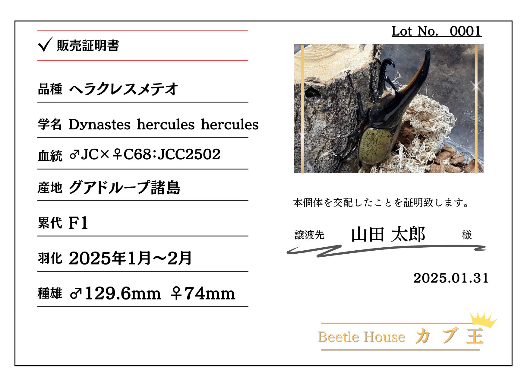 ヘラクレス・メテオ ♂Jewel Crown血統×♀3大血統(♀BULL,♀C68,♀パチセラスZ)2令幼虫15頭(各5頭)SET