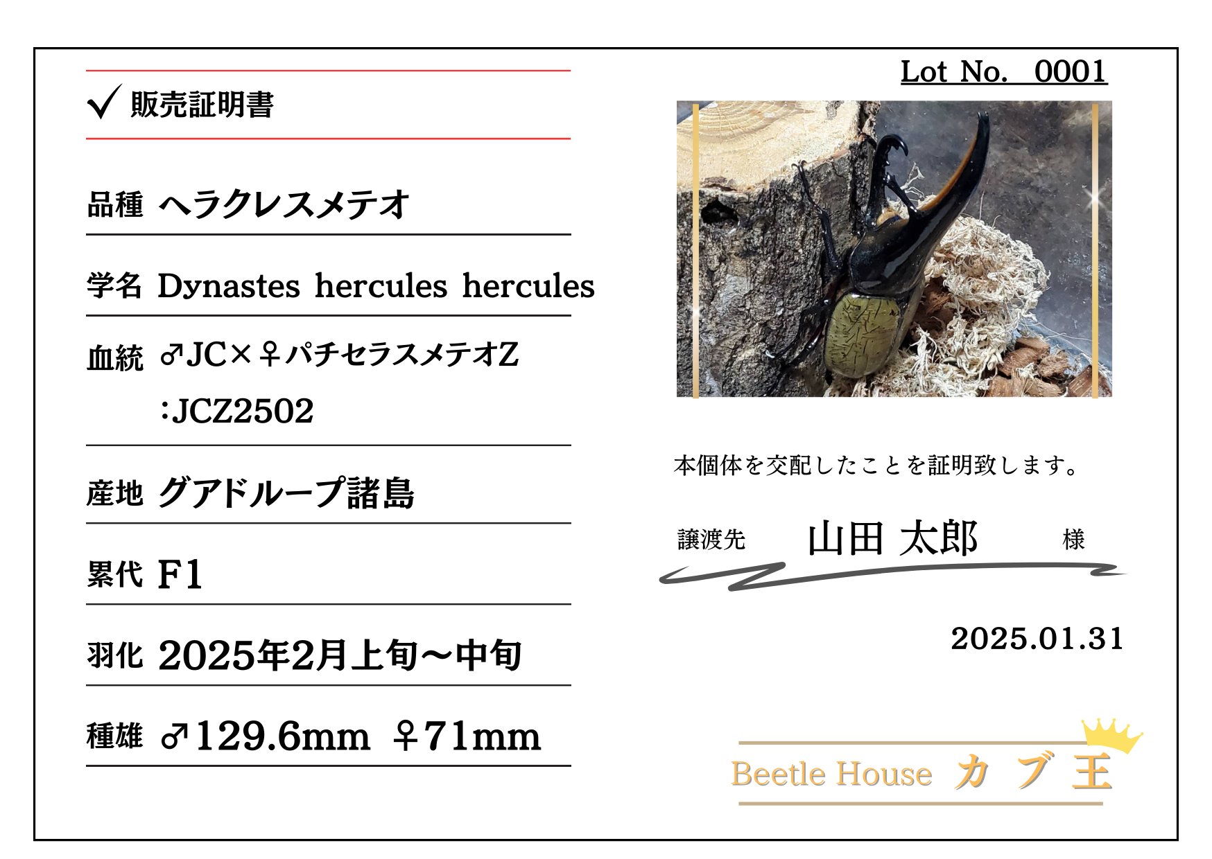 ヘラクレス・メテオ ♂Jewel Crown血統×♀3大血統(♀BULL,♀C68,♀パチセラスZ)2令幼虫15頭(各5頭)SET