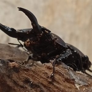 原名亜種｜スペンスシカノコギリクワガタ成虫ペアWF1（ベトナム イェンバイ産）♂43mm×♀32mm