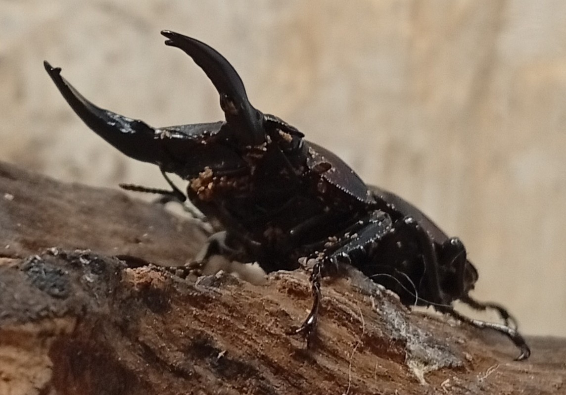 原名亜種|スペンスシカノコギリクワガタ成虫ペアWF1(ベトナム イェンバイ産)♂43mm×♀32mm