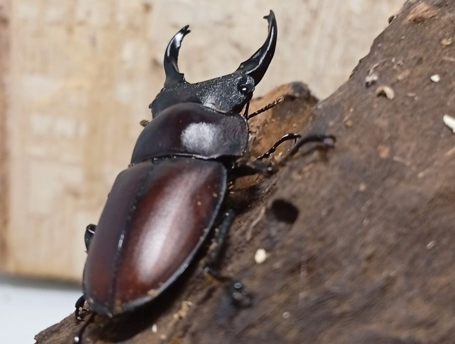 原名亜種|スペンスシカノコギリクワガタ成虫ペアWF1(ベトナム イェンバイ産)♂43mm×♀32mm