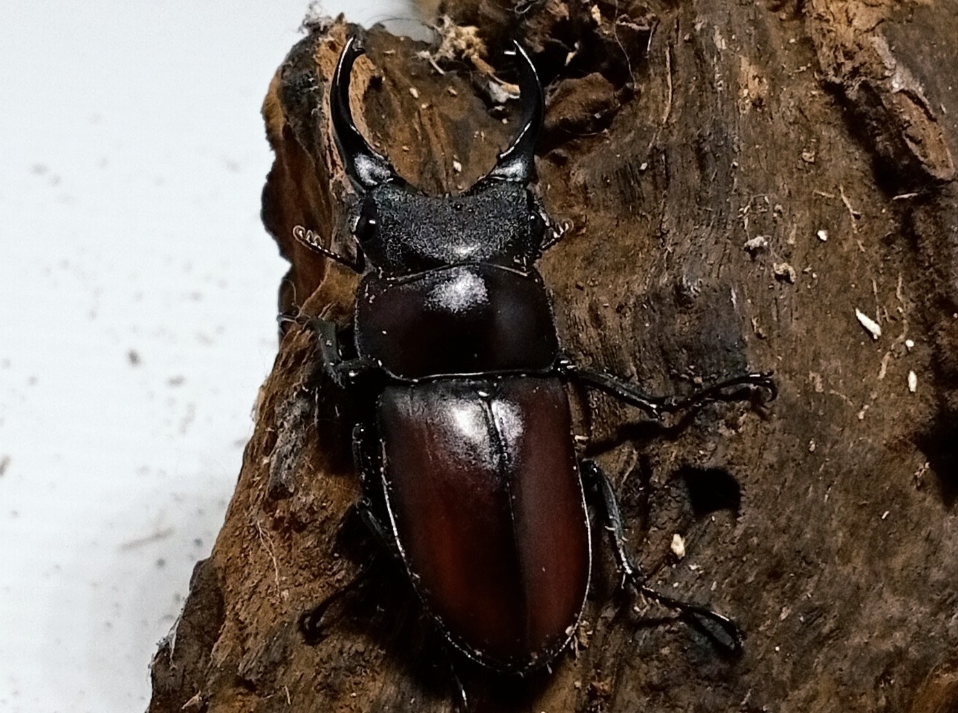 原名亜種|スペンスシカノコギリクワガタ成虫ペアWF1(ベトナム イェンバイ産)♂43mm×♀32mm