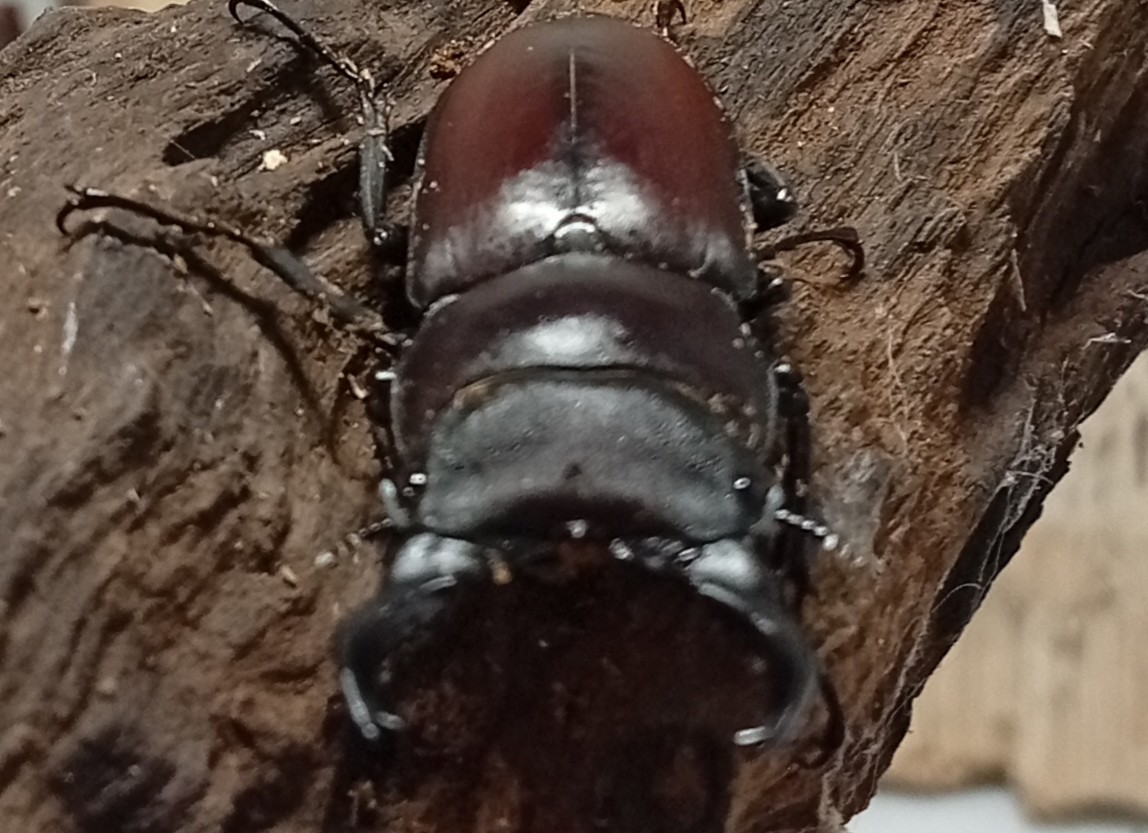 原名亜種|スペンスシカノコギリクワガタ成虫ペアWF1(ベトナム イェンバイ産)♂43mm×♀32mm