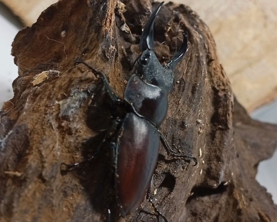 原名亜種|スペンスシカノコギリクワガタ成虫ペアWF1(ベトナム イェンバイ産)♂43mm×♀32mm