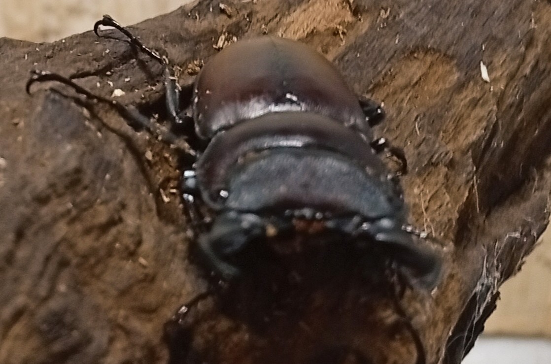 原名亜種|スペンスシカノコギリクワガタ成虫ペアWF1(ベトナム イェンバイ産)♂43mm×♀32mm