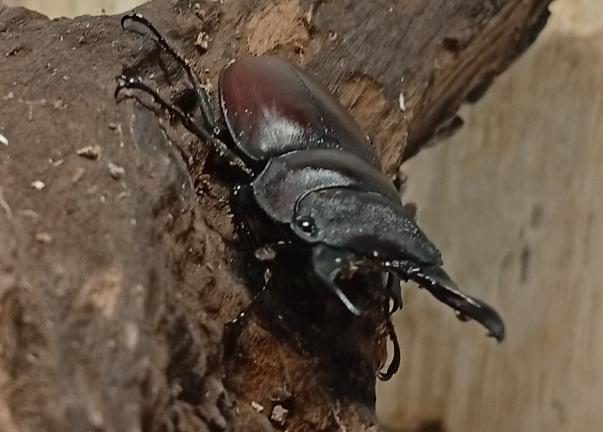 原名亜種|スペンスシカノコギリクワガタ成虫ペアWF1(ベトナム イェンバイ産)♂43mm×♀32mm