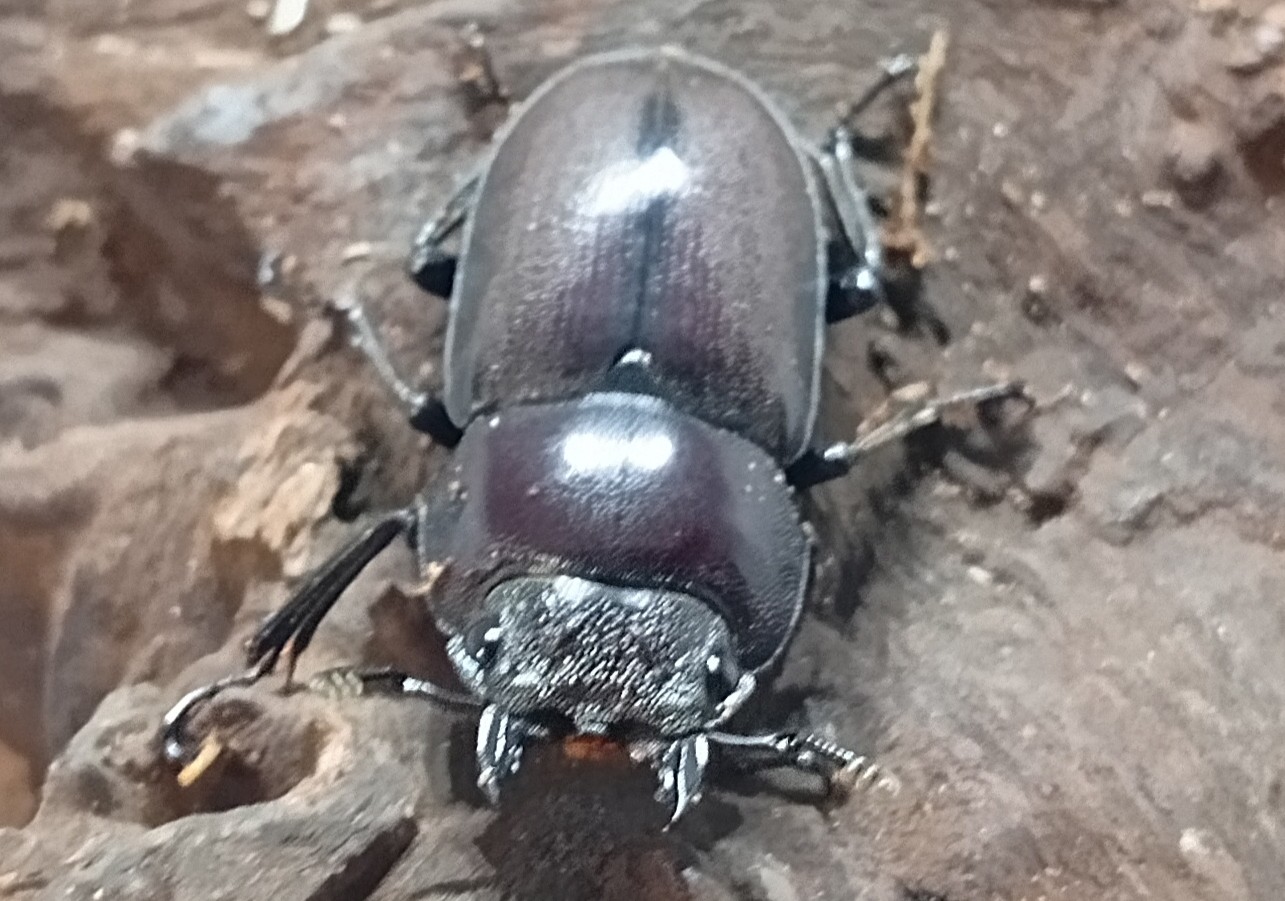 原名亜種|スペンスシカノコギリクワガタ成虫ペアWF1(ベトナム イェンバイ産)♂43mm×♀32mm