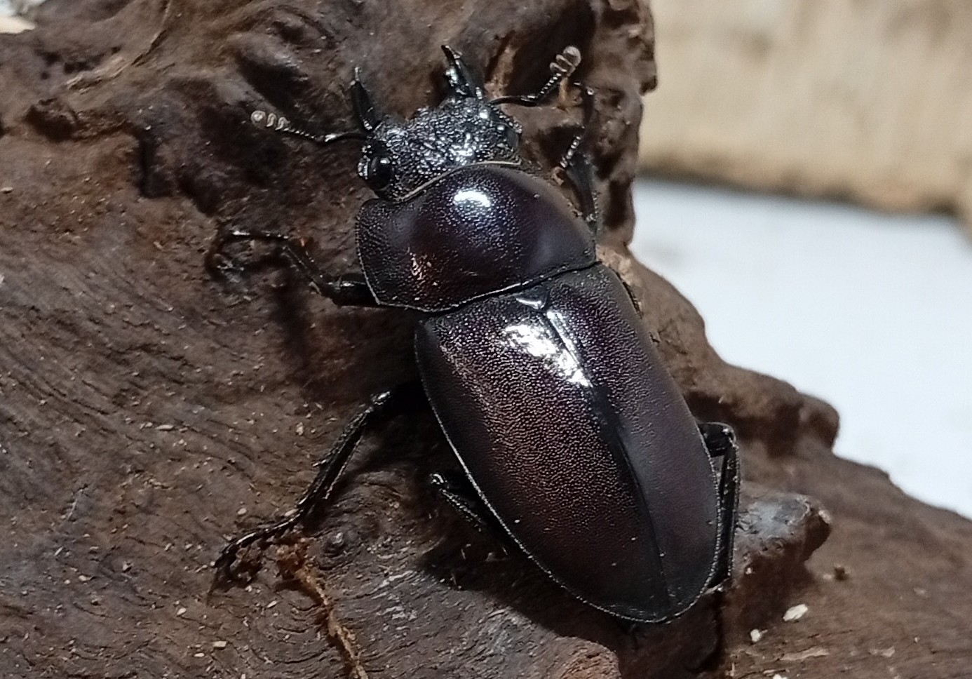 原名亜種|スペンスシカノコギリクワガタ成虫ペアWF1(ベトナム イェンバイ産)♂43mm×♀32mm