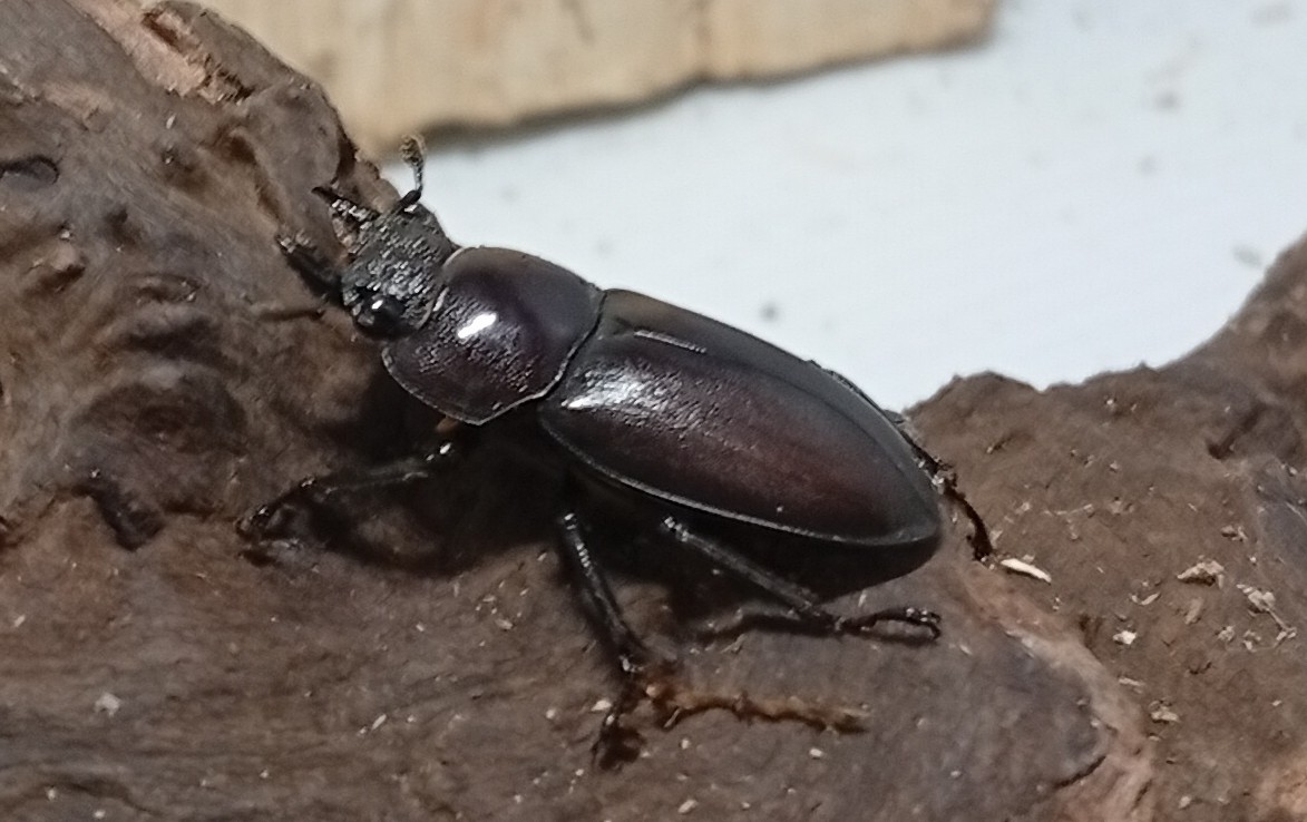 原名亜種|スペンスシカノコギリクワガタ成虫ペアWF1(ベトナム イェンバイ産)♂43mm×♀32mm