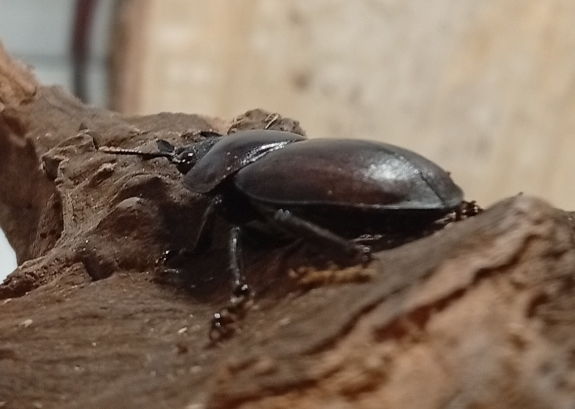 原名亜種|スペンスシカノコギリクワガタ成虫ペアWF1(ベトナム イェンバイ産)♂43mm×♀32mm
