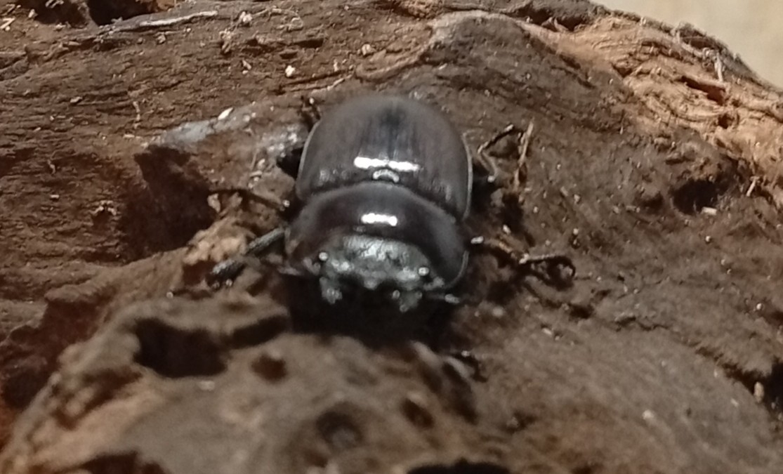 原名亜種|スペンスシカノコギリクワガタ成虫ペアWF1(ベトナム イェンバイ産)♂43mm×♀32mm