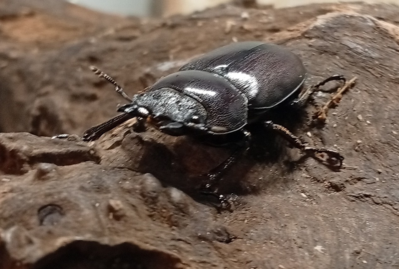 原名亜種|スペンスシカノコギリクワガタ成虫ペアWF1(ベトナム イェンバイ産)♂43mm×♀32mm