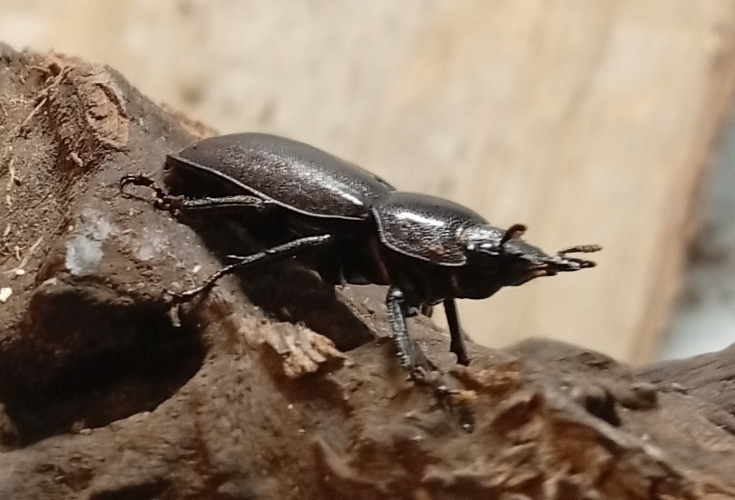 原名亜種|スペンスシカノコギリクワガタ成虫ペアWF1(ベトナム イェンバイ産)♂43mm×♀32mm