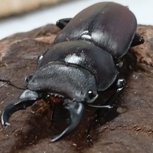 原名亜種｜スペンスシカノコギリクワガタ成虫ペアWF1（ベトナム イェンバイ産）♂40mm×♀30mm