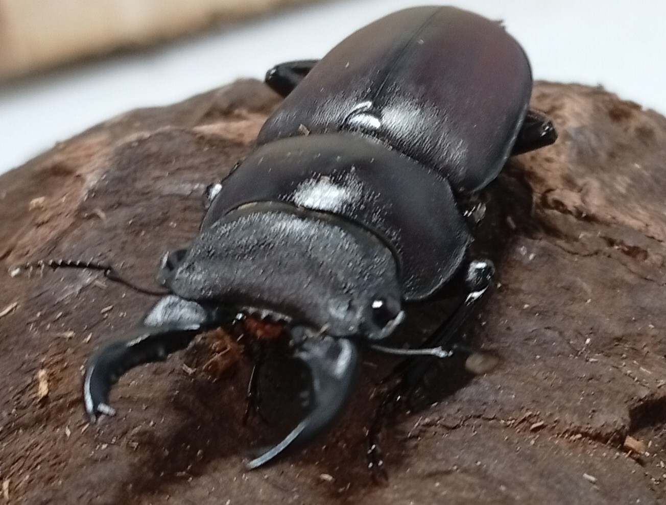原名亜種|スペンスシカノコギリクワガタ成虫ペアWF1(ベトナム イェンバイ産)♂40mm×♀30mm