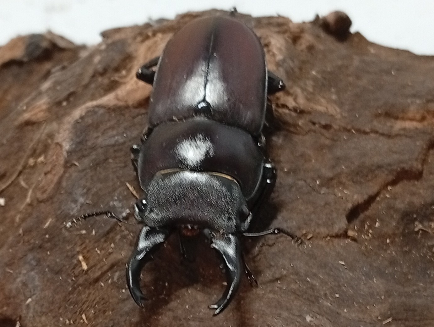 原名亜種|スペンスシカノコギリクワガタ成虫ペアWF1(ベトナム イェンバイ産)♂40mm×♀30mm