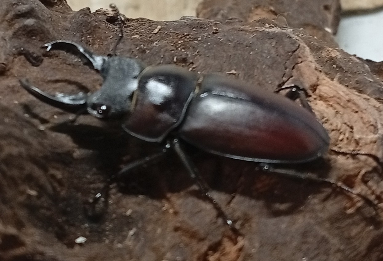 原名亜種|スペンスシカノコギリクワガタ成虫ペアWF1(ベトナム イェンバイ産)♂40mm×♀30mm