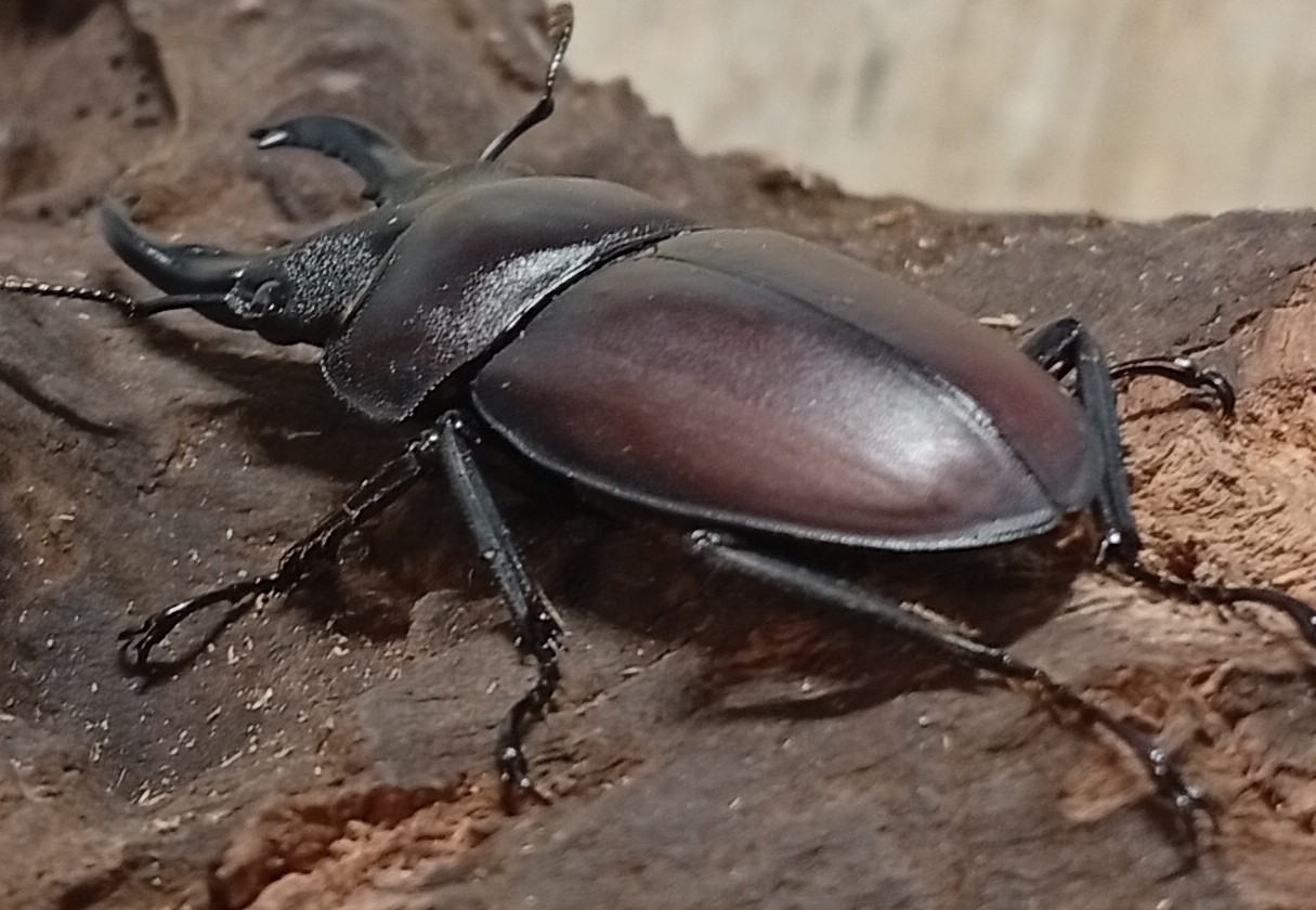 原名亜種|スペンスシカノコギリクワガタ成虫ペアWF1(ベトナム イェンバイ産)♂40mm×♀30mm