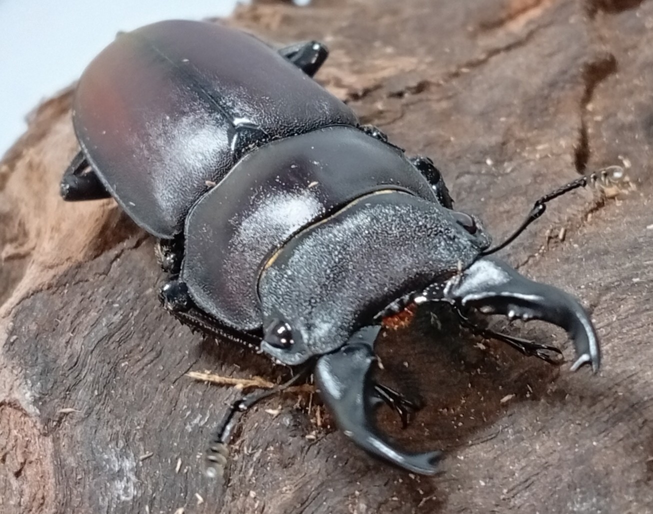 原名亜種|スペンスシカノコギリクワガタ成虫ペアWF1(ベトナム イェンバイ産)♂40mm×♀30mm