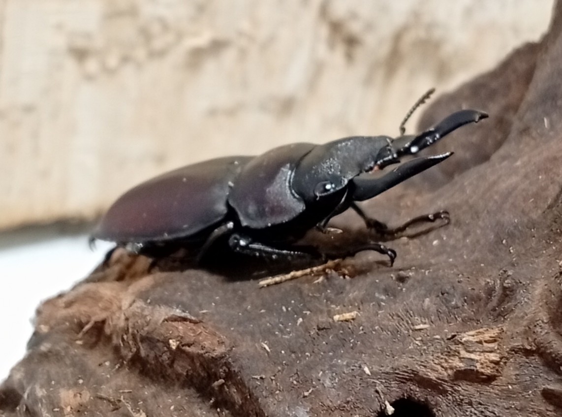原名亜種|スペンスシカノコギリクワガタ成虫ペアWF1(ベトナム イェンバイ産)♂40mm×♀30mm
