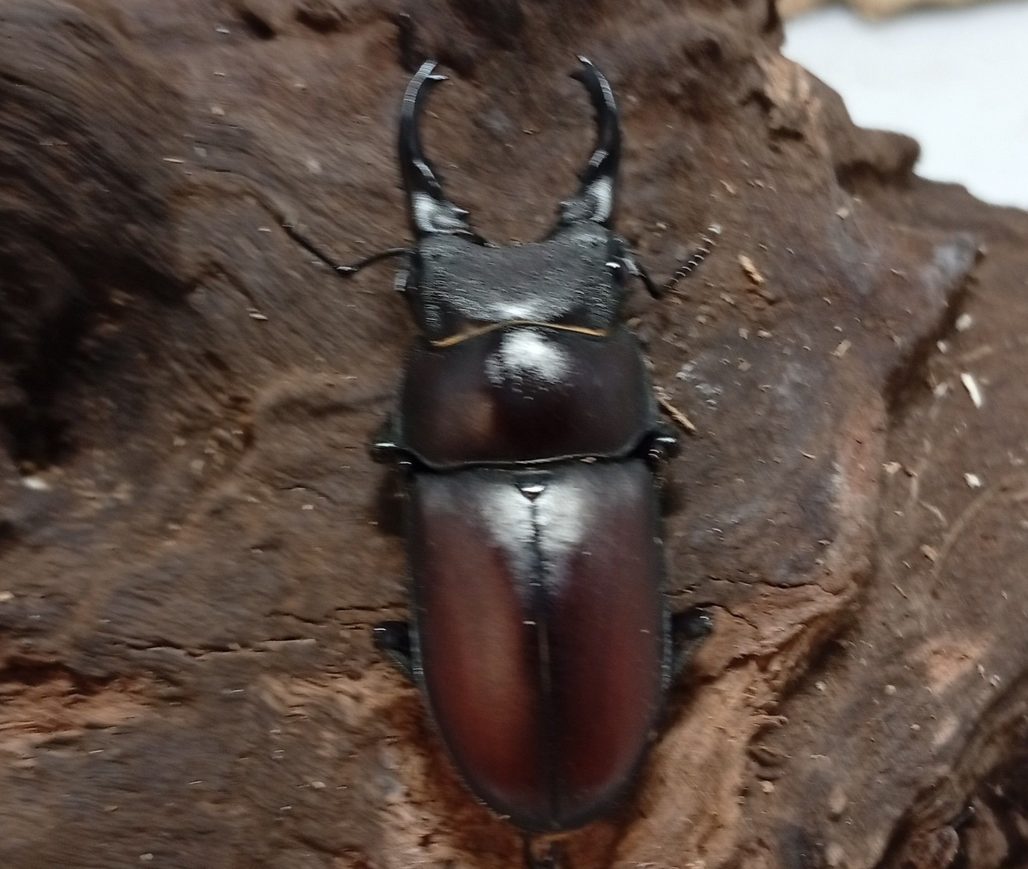 原名亜種|スペンスシカノコギリクワガタ成虫ペアWF1(ベトナム イェンバイ産)♂40mm×♀30mm