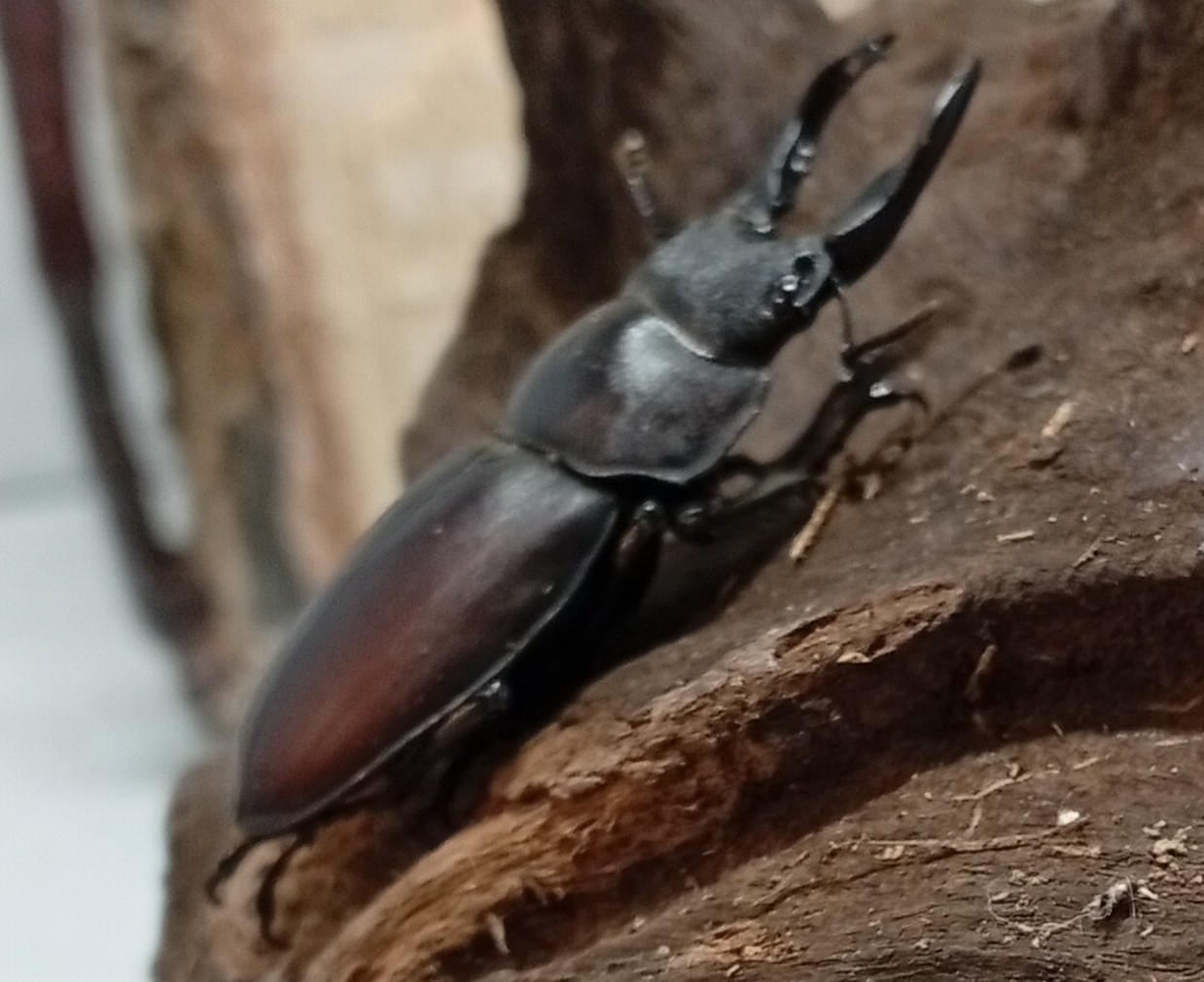 原名亜種|スペンスシカノコギリクワガタ成虫ペアWF1(ベトナム イェンバイ産)♂40mm×♀30mm