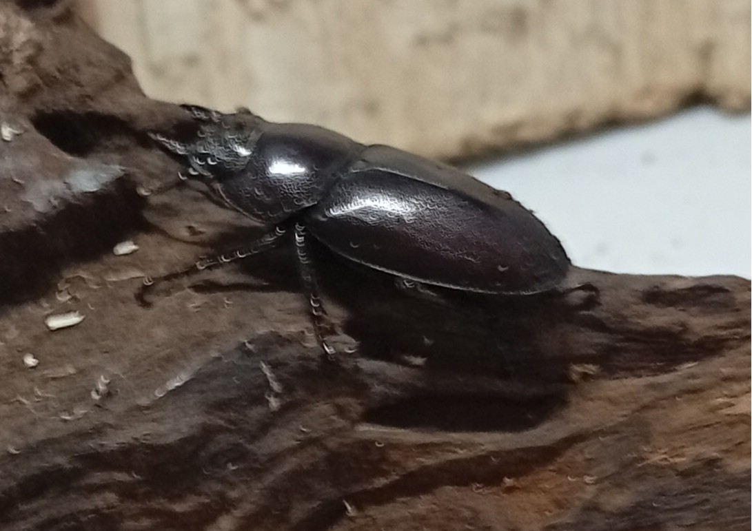 原名亜種|スペンスシカノコギリクワガタ成虫ペアWF1(ベトナム イェンバイ産)♂40mm×♀30mm