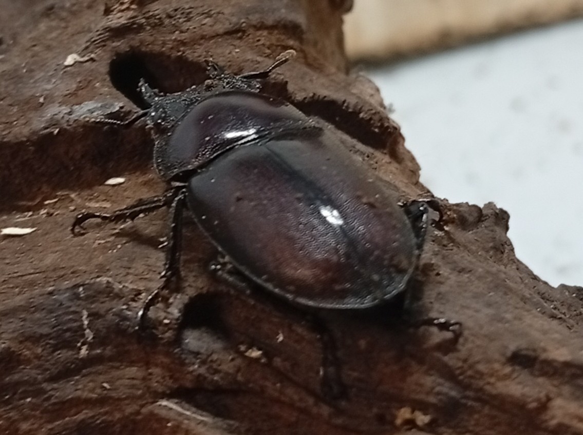 原名亜種|スペンスシカノコギリクワガタ成虫ペアWF1(ベトナム イェンバイ産)♂40mm×♀30mm